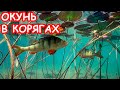 РЫБАЛКА В ДИКОМ КОРЯЖНИКЕ. ЛОВЛЯ ОКУНЯ НА РЕКЕ. РЫБАЛКА НА СПИННИНГ