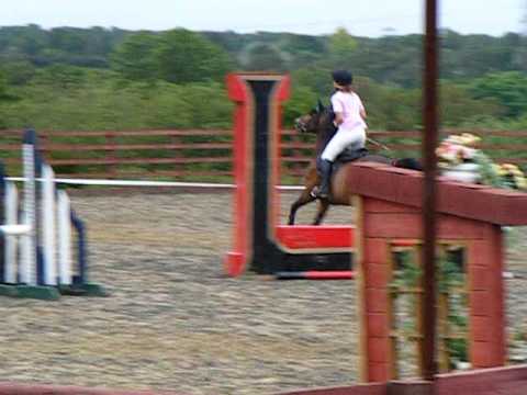 SHELLEY show jumping at little bourne, 80 cm