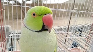 Ring Neck Green Parrot With Natural Sounds