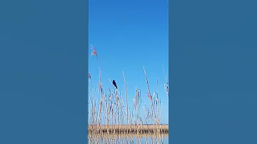 Black Bird Makes Funny Sounds 