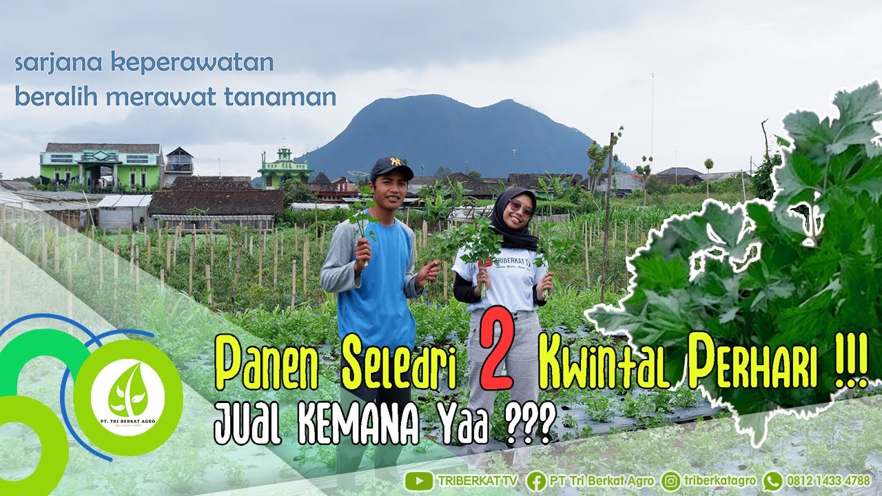 Cara Menanam Seledri dan Tips Pemasarannya | Supermarket sampai Kewalahan !!!