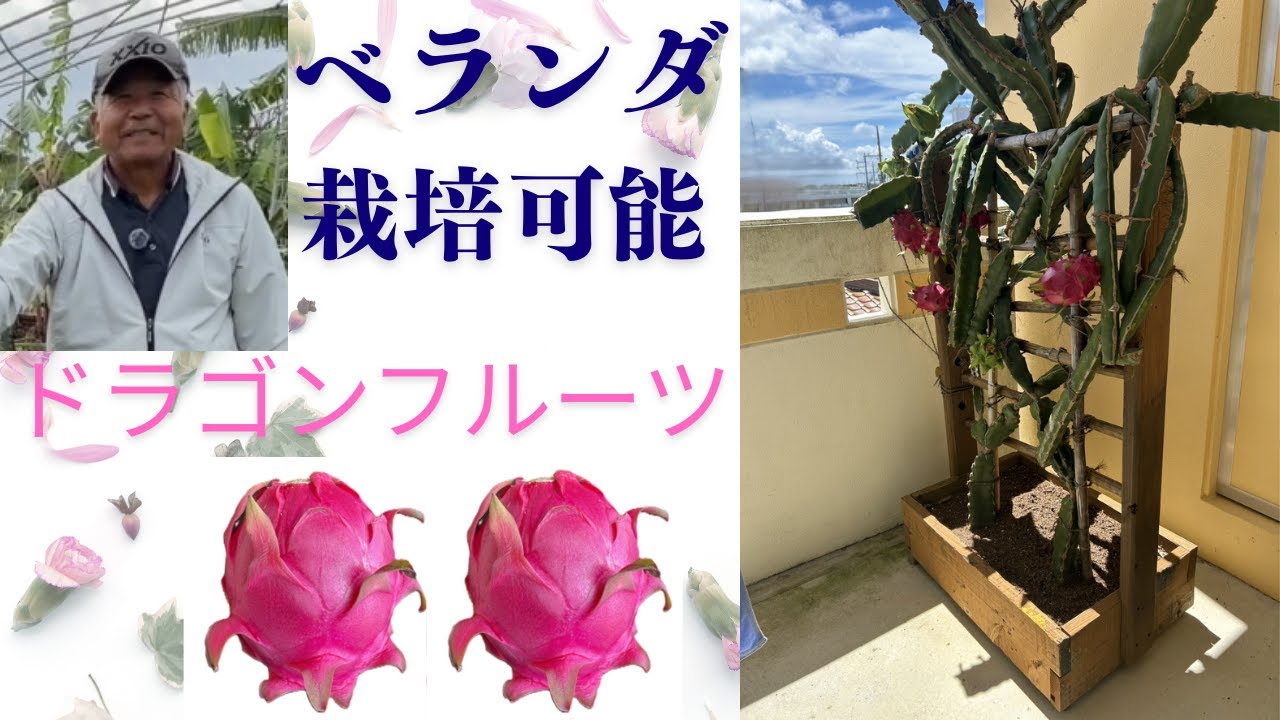 家庭のベランダでも糖度15度以上のドラゴンフルーツの実が採れます