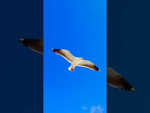 4K《江蕙》《惜別的海岸》送子鳥,海鷗,浪花與夕陽,藍天碧海,海邊球場,孤獨絲柏