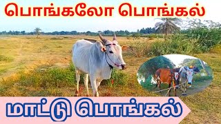 எங்க ஊரு மாட்டு பொங்கல் ‌?? @SettaiSenkathir56 happypongal mattupongal bull cow village vlog