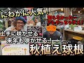 にわかに人気！秋植え球根を楽しむ方法☆上手に咲かせる方法を解説！