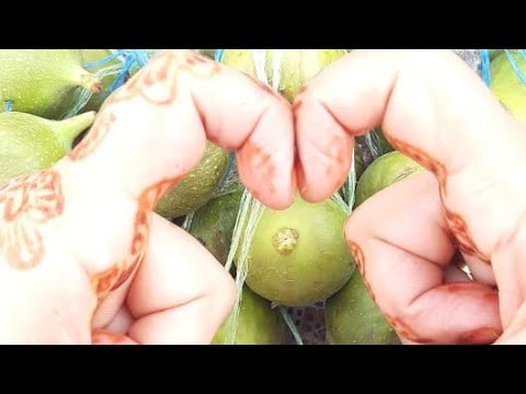 مرحبابيكوم خوتي مع الايك واشتراك فضلا وليسا امرا