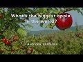 Whats the biggest apple in the world?