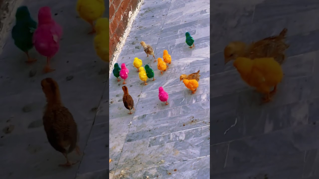 Many Colors Chicken Baby’s Running At 6:00AM 💕 Hen Babies 