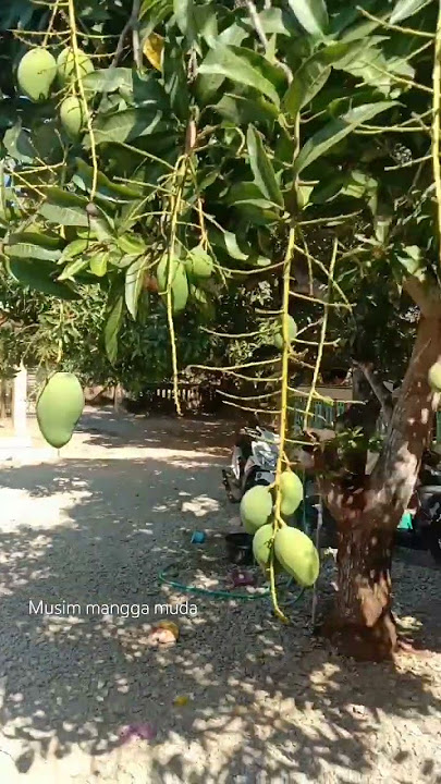 mangga muda mantap #mantap #storywa #nature #story