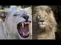 CASPER - El Legendario León Blanco de África