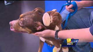 Barcs shows great Halloween costumes for dogs