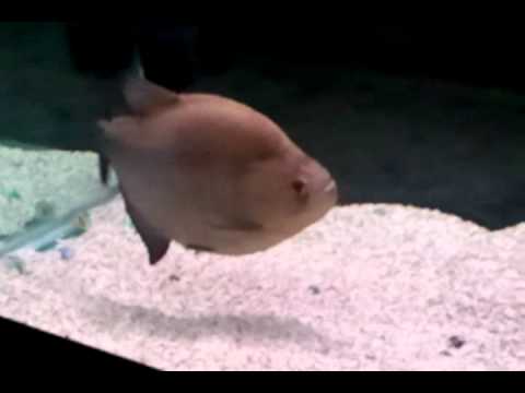 Black Piranha