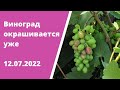 Виноград окрашивается уже 🍇🍇🍇12.07.2022