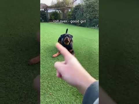 Highly Trained Rottweiler 