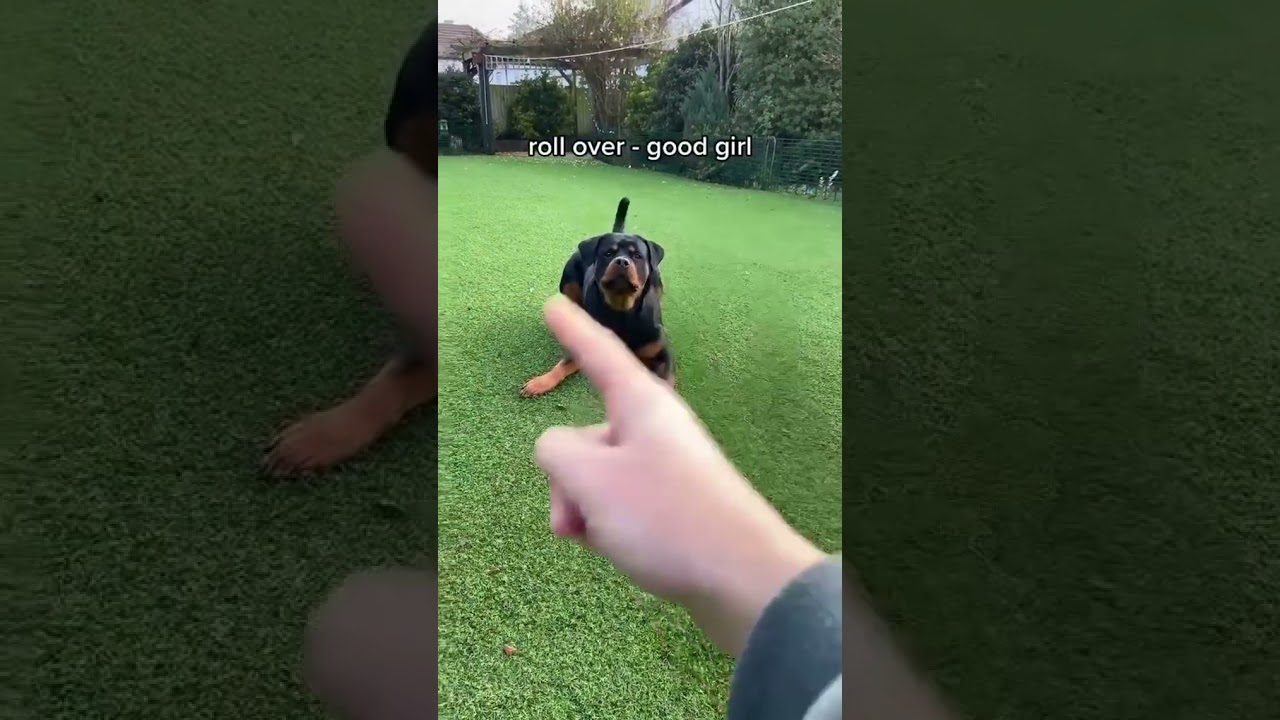 Highly Trained Rottweiler🐶🐕