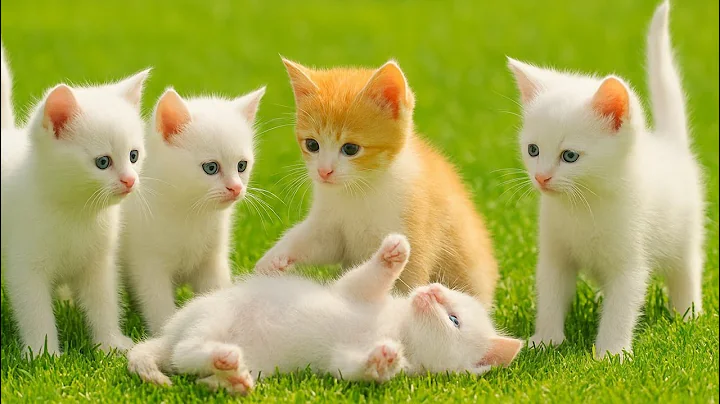 Video 11781421: cute kittens meowing playing, kitten purring, cat farm, farm animals, cat sound