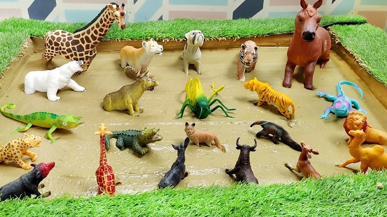 Observe Farm Animals Land Animals Jungle Animals Having Fun in the Mud