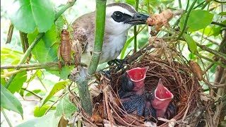 These animals are bird food They will not bite | 5 days