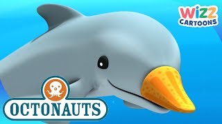 @Octonauts  Disguised Dolphins | Compilation | Wizz Cartoons