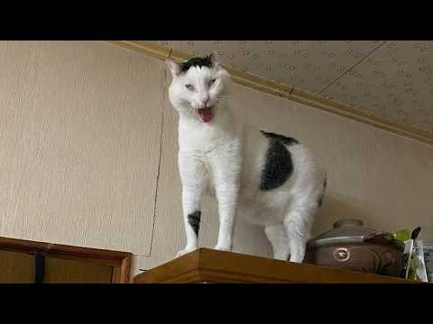 Funniest Dog and Cat Reactions 😱 Best Funny Pet Moments 2026