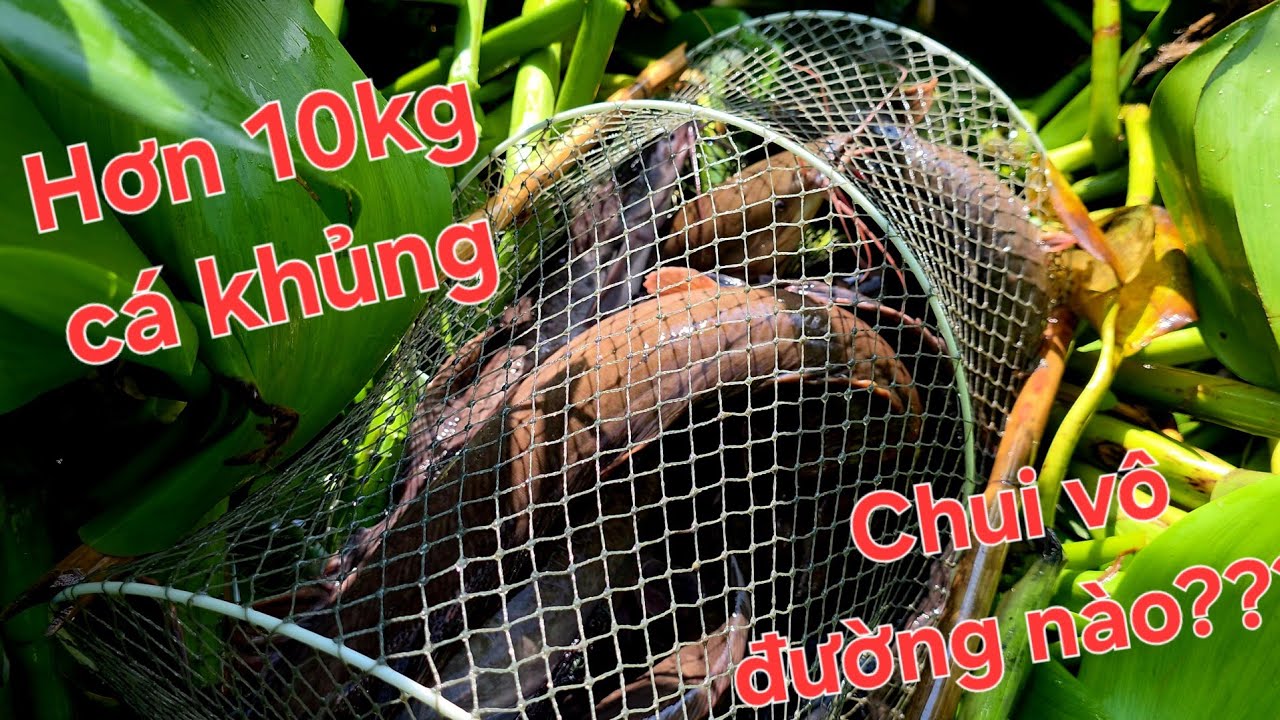 3 anh em hãi hùng 1 cái lờ vô hơn 10kg cá khủng ao hoang lâu năm | Săn bắt SÓC TRĂNG |