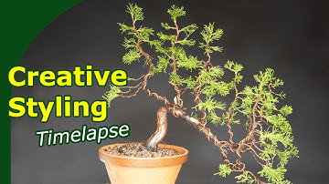 Styling a complex Juniper Bonsai