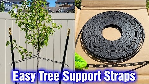 How To Help A New Tree Grow Straight - Tree Tie Chain Lock