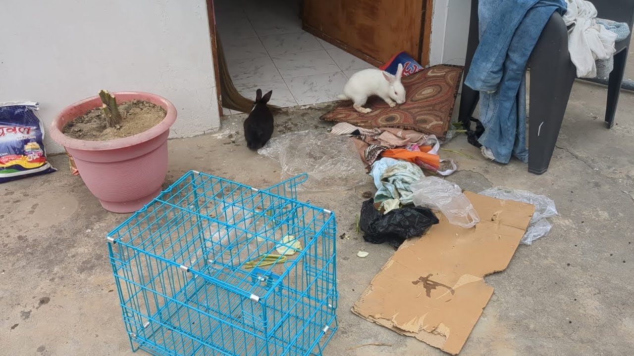 Rabbit's house was cleaned today 