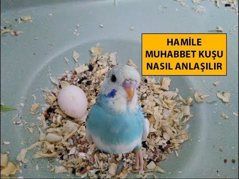 hamile muhabbet kusu nasil anlasilir youtube