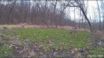 Reolink go - Buck Roar 12.15.21