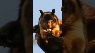 Super Giant Cute Squirrel Giant Indian Squirrel