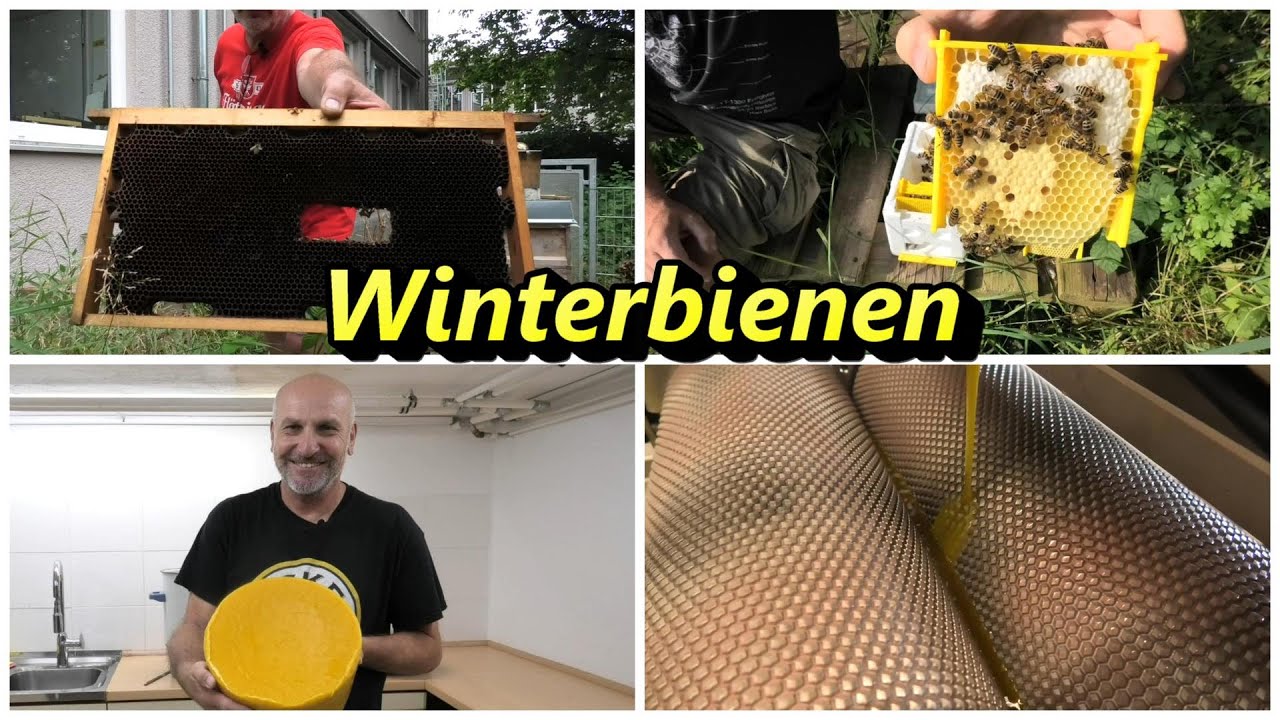 Winterbienen