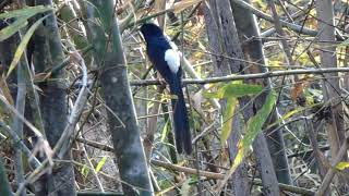White Rumped Shama Singing [Indian Bird]