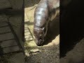 Pygmy Hippopotamus or Pygmy Hippo is a dwarf hippopotamus.