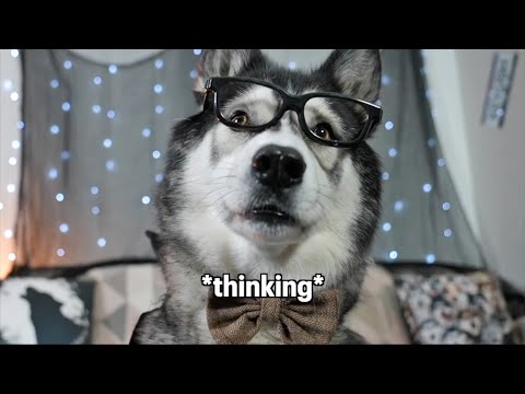 Husky tells 3 More Of His Scariest Stories! Cute and Funny!
