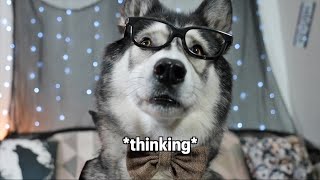 Husky tells 3 More Of His Scariest Stories! Cute and Funny!