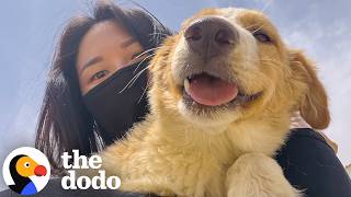 Stray Dog Gets A Second Chance Thanks To One Construction Worker | The Dodo