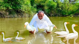 Giant Water Park For Ducks With Fish