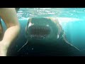 The Meg (2018) - Megalodon Shark Beach Attack Scene in HD