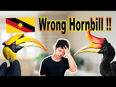 Video: Hornbill: breve descrizione, foto