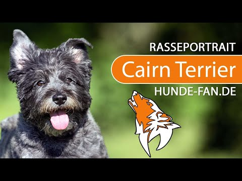 ► Cairn Terrier [2018] Rasse, Aussehen &amp; Charakter