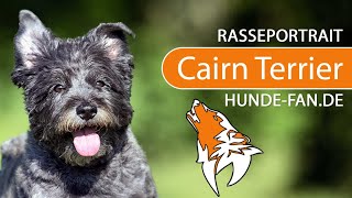 ► Cairn Terrier [2020] History, Appearance, Temperament, Training, Exercise, Care & Health