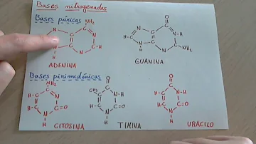 ¿Cuál es la secuencia de las bases nitrogenadas?