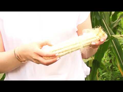 თხილის მოსავლის აღება ლანჩხუთისა და ოზურგეთის მუნიციპალიტეტებში.