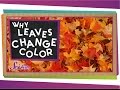 Autumn Leaves and Nature's Colorful Transformation