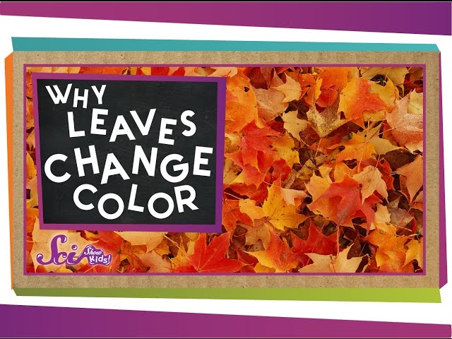 Why Do Leaves Change Color in the Fall, Anyway?