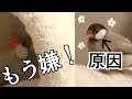 【狙ってやってる⁉︎】シルバー文鳥を踏ん付けるシナモン文鳥
