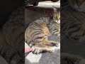 The cat is living its best life, soaking up the sun.#catlover #cat #catslovers