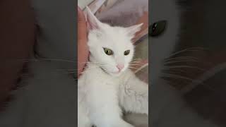 القطة ميمونة غلبتها الحرارة 🔥🥰
