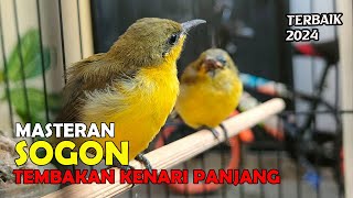 Masteran Sogon Tembakan Kenari Panjang